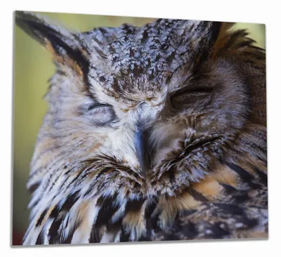 Produktbild von Wallario Herdabdeckplatte aus Glas, Größe 60 x 52 cm 1-teilig, Motiv Schlafender Uhu