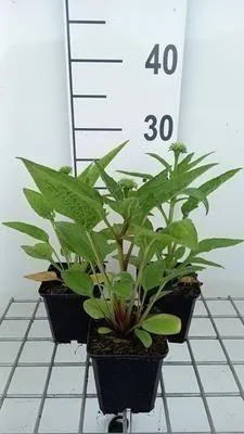 Produktbild von 6 x Echinacea purp. 'Lakota Orange' - Sonnenhut - Topf 9 x 9 cm