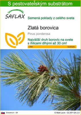 Obrázok produktu pre SAFLAX - zlatá borovica - Pinus ponderosa - 20 Semená - S pestovateľským substrátom bez klíčkov