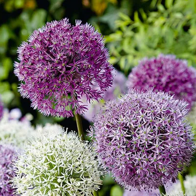 Zdjęcie produktu dla Bloomique - Mix 15 - Allium Fantasia - Czosnek - Cebula ozdobna - Niebieski, Biały, Fioletowy - Cebulki kwiatowe - Kwitnące wiosną - Byliny - Dorasta do 70-90 cm