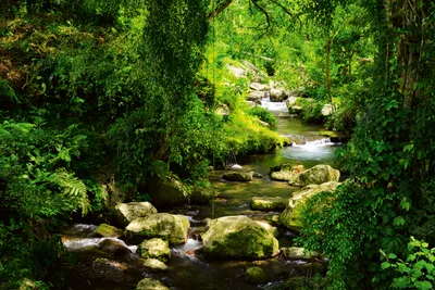 Produktbild von Fototapete - Stream 375x250cm - Vliestapete