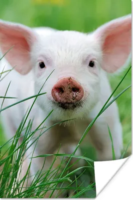 Produktbild von MuchoWow® Poster Schwein - Tiere - Groß 20x30 cm - Papierdruck