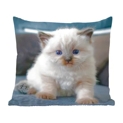 Produktbild von MuchoWow® Zierkissen Sofakissen Wohnzimmer Dekokissen 60x60 cm Kätzchen - Katze - Tier - Sitzfläche - Foto Polster