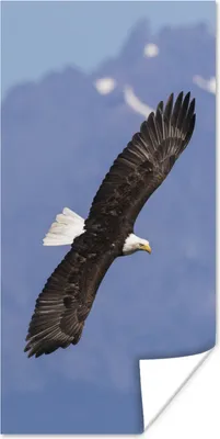 Produktbild von MuchoWow® Poster Amerikanischer Seeadler - Adler - Fliegen - Flügel - Vögel 80x160 cm - Kinderzimmer