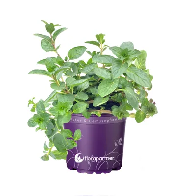 Produktbild von Englische Pfefferminze "Black Mitcham" Mentha x piperita