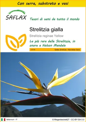 Immagine prodotto di SAFLAX Insieme di coltivazione - Strelitzia gialla - 4 semi - Strelitzia