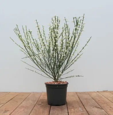 Produktbild von Cytisus praecox 'Albus', Besenginster, weiß, 40–60 cm