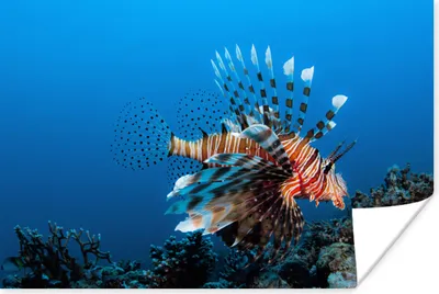 Produktbild von MuchoWow® Poster Wasser - Fische - Korallenteufel 60x40 cm - Schlafzimmerdekoration