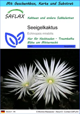 Produktbild von SAFLAX Geschenk Set - Seeigelkaktus - Echinopsis mirabilis - 40 Samen - Mit Geschenkbox, Versandaufkleber, Geschenkkarte und Anzuchtsubstrat