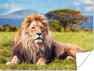 Produktbild von MuchoWow® Poster Löwe - Savanne - Afrika 160x120 cm - Foto Plakat