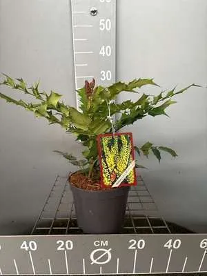 Produktbild von Mahonia media 'Winter Sun' - Mahonie 30- 40 cm - Container