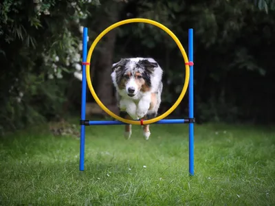 Produktbild von Hunde Agility Training Set, Hundetraining, Hundeparcour Einsteiger-Set