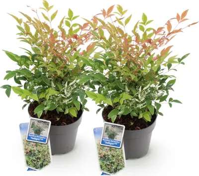 Image de Nandina domestica Twilight, 2 plants de 17 cm, hauteur 45 cm, bambou sacré à feuilles persistantes