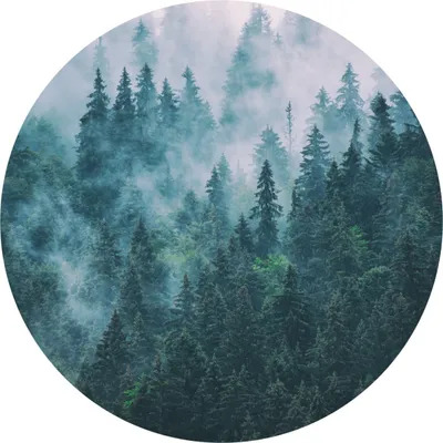 Produktbild von Sticker rund BÄUME im Nebel Wald Pflanzen Grün Landschaft 3D Wanddeko Wandtattoo Aufkleber Wohnzimmer Schlafzimmer 100 cm x 100 cm