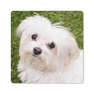 Produktbild von MuchoWow® Mauspad Mousepad Malteserhund schaut auf 20x20 cm - Mousepads - Maus Mat - Pad - Mausunterlage - Desk Mat - Bureauartikeln