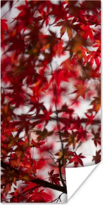 Produktbild von MuchoWow® Poster Rote Blätter eines japanischen Ahorns 20x40 cm - Plakat - Foto