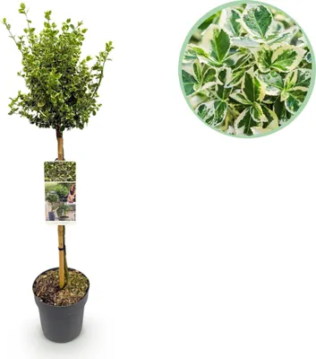 Produktbild von GreenboutiQ - Gartenpflanze - Euonymus fortunei Emerald Gaiety - Stamm-Pflanze - Terrassenpflanze - Immergrün - Wenig Pflege - Topf 19cm Höhe 90cm