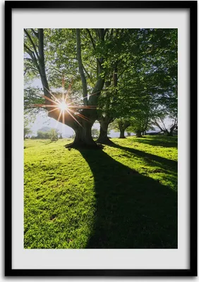 Produktbild von Bild - Bilderrahmen - 50 cm x 70 cm - MDF - Rahmen - Wandkunst Park