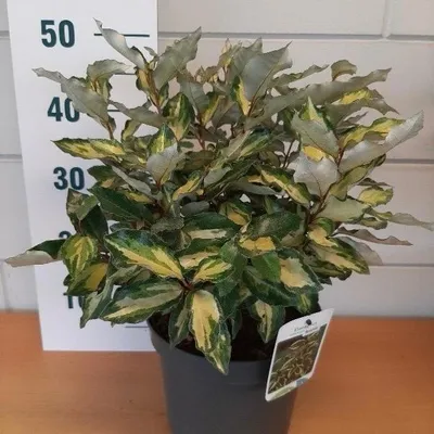 Immagine prodotto di Elaeagnus ebb. 'Maryline' - Salice oleoso sempreverde | 60-80 cm in vaso