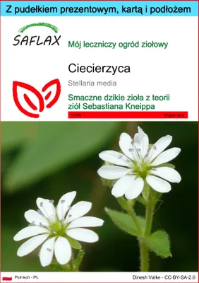 Zdjęcie produktu dla SAFLAX - Zestaw prezentowy - ciecierzyca - 1000 Nasiona - Z pudełkiem upominkowym, etykietą wysyłkową, kartą podarunkową i podłożem uprawowym - Stellaria media