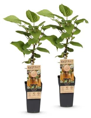Produktbild von Green boutiQ - Obstpflanze - Actinidia deliciosa Hayward - Kiwi-Pflanze - Weiblich - Grüne Frucht - 2 Pflanzen - Topf 15cm - Höhe 50cm
