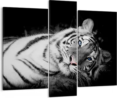 Produktbild von Bild auf Leinwand - Leinwandbild - 3 Teile - Weiß Tiger Schwarz und Weiß - 95x80cm - Wand Bild - Wanddeko - Wandbilder - Leinwanddruck - Bilder - Wanddekoration - Leinwand bilder - CB95x80-4247