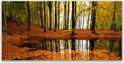 Produktbild von Glasbilder 140x70 Wandbild Druck auf Glas Wald Natur