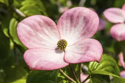 Produktbild von Cornus kousa 'Satomi Compact', Japanischer Blumen-Hartriegel, rosa, 40–60 cm