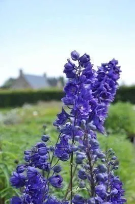 Image de 6 x Delphinium (p) 'Black Knight' - Delphinium - Pot 9 x 9 cm