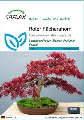 Produktbild von SAFLAX - Roter Fächerahorn - Acer palmatum atropurpureum - 20 Samen