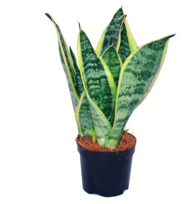 Produktbild von Sansevieria trifasciata – gelb-grüner Hanfknoten – 9-cm-Topf