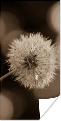 Produktbild von MuchoWow® Poster Sepia-Fotodruck Löwenzahn 20x40 cm - Plakat - Foto