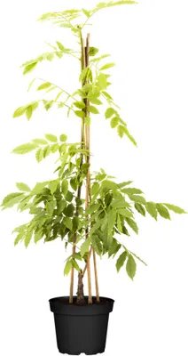 Produktbild von Wisteria sinensis 'Alba', Chinesischer Blauregen, weiß, 60–100 cm