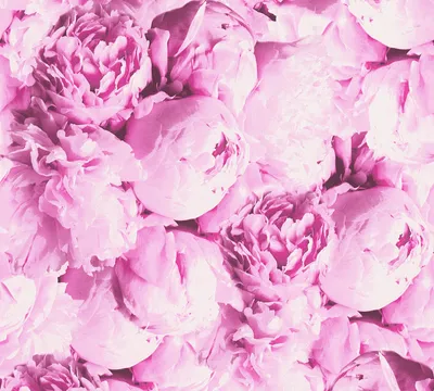 Produktbild von A.S. Création Rosentapete Neue Bude 2.0 Edition 2 florale Tapete Mia Vliestapete rosa 10,05 m x 0,53 m