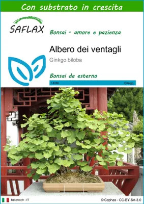 Immagine prodotto di SAFLAX  - Albero dei ventagli - 4 semi - Con substrato - Ginkgo