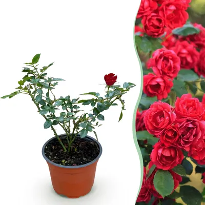 Produktbild von Gartenrose - Rosa Rote Die Fee - Rose - Winterhart - Rot - 20-30cm - Ø12cm - Gartenpflanze