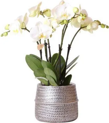 Produktbild von Weiße Phalaenopsis Gent Orchidee im silbernen Groove Ø12cm Zimmerpflanze Blüten