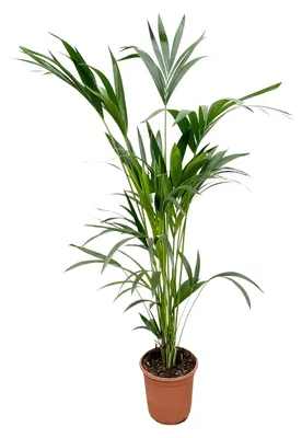 Produktbild von Zimmerpflanze - Kentia-Palme - Howea forsteriana - Tropisch - Sicher verpackt geliefert - Topf Ø24cm - Höhe 150cm