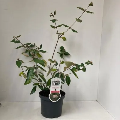 Zdjęcie produktu dla Viburnum burkwoodii – kalina wielkokwiatowa | 40–50 cm w doniczce