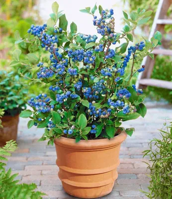 Produktbild von BALDUR Garten Topf-Heidelbeere Blaubeeren Pflanze, 1 Pflanze, Vaccinium corymbosum reichtragend Heidelbeere für Töpfe & Kübel | Nasch-Heidelbeere für Garten, Balkon & Terrasse, winterhart