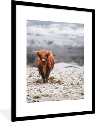 Produktbild von MuchoWow® Gerahmtes Poster Schottischer Highlander - Schnee - Berg 60x80 cm - Poster mit Schwarzem Bilderrahmen Wandposter Rahmen Foto Bilder - Wohnzimmer - Dekorationen - Prämie