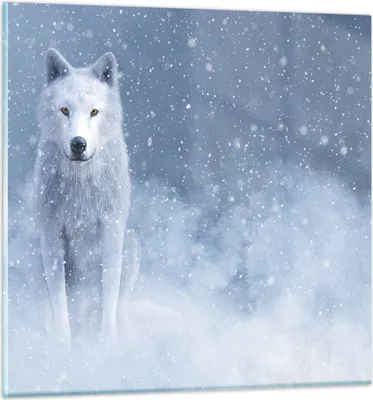 Produktbild von Bilder auf glas - Einteilig - Weiß Wolf Schnee - 50x50cm - Glasbilder - Wandbilder - Bilder - zum Aufhängen bereit - Wanddekoration aus Glas - Glas Bilder - Wandbild auf Glas - GAC50x50-5006