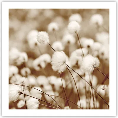 Produktbild von Poster - Poster ohne Rahmen - Baumwolle Boho Wollig - 60x60 cm - Wand Bild - Wanddeko - Wandbilder - Kunstposter - Wandposter - Bilder - Kunstdruck - Wanddekoration - Wandbild - P2XAC60x60-4850