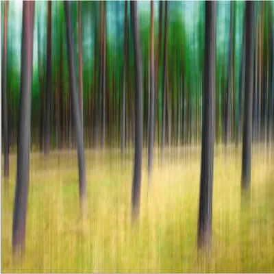 Produktbild von ARTland Wandbild Alu für Innen & Outdoor Kiefernbäume Größe: 40x40 cm