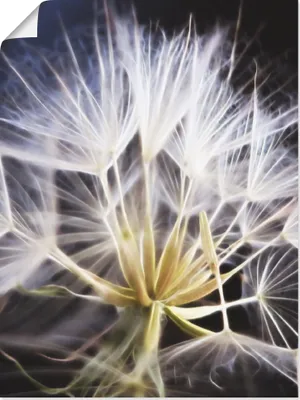 Produktbild von ARTland Poster Pusteblume Nahaufnahme Größe: 45x60 cm