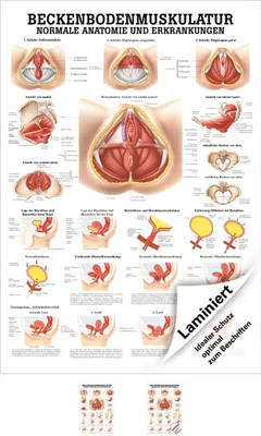 Produktbild von Beckenbodenmuskulatur Mini-Poster Anatomie 34x24 cm medizinische Lehrmittel