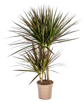 Image de Dracaena Marginata Magenta Pot 17cm - Hauteur 50-70cm