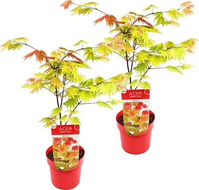 Produktbild von Bloomique - 2er-Set - Acer Shirasawanum Moonrise - Japanischer Ahorn - Gartenpflanzen - Winterhart - 50-70 cm Hoch - Topf 19 cm