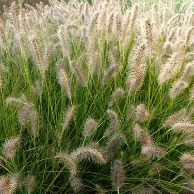 Produktbild von 6 x Niedriges Lampenputzergras  - Pennisetum alopecuroides 'Gelbstiel'  | Topf 9cm x 9cm