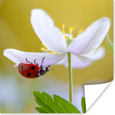 Produktbild von MuchoWow® Poster Blume - Insekt - Frühling 30x30 cm - Wandposter - Printing